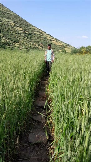 Gebrye2022 (@gebrye2022)’s videos with original sound - MAKI🦋