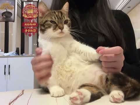 The Whiskered Wonder: Kitten Hypnosis Diary