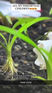 26K views · 584 reactions | My Strange Journey Hatching Sea Monkeys Part 13 | Growithjessie | Facebook