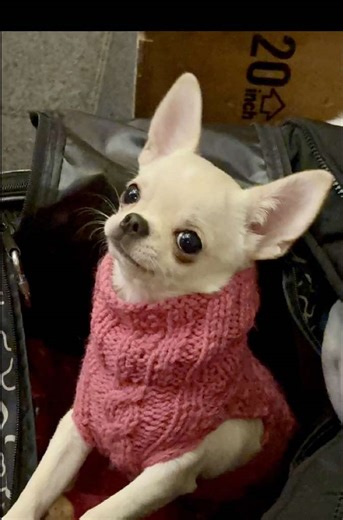 Ma Effi volt a box edző😂🐶🥊🥊 #milóviki #effi #edzésmilóvikivel #boxedzésmilóvikivel #boxedzés