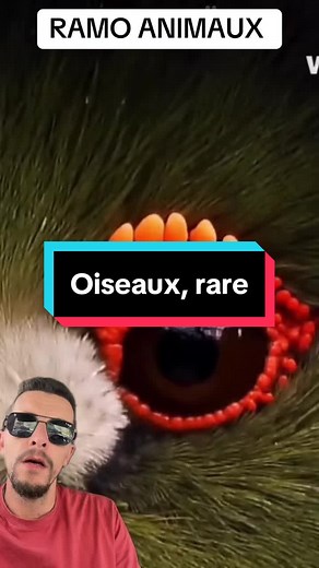 Oiseaux rares à connaître : guide rapide et espèces remarquables