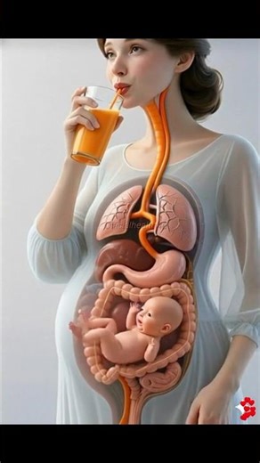 🍊 See How a Pregnant Body Digests Orange Juice | Realistic 3D Digestive System Animation