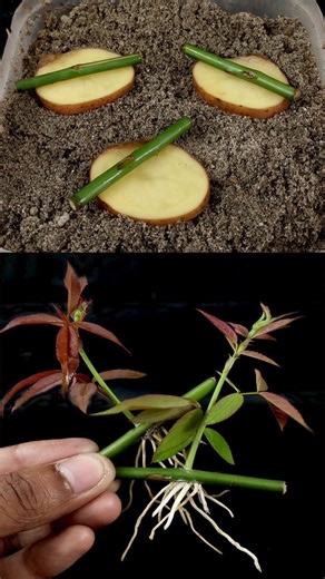 How to Grow Rose Tree from Cutting In A Potato (New Techniques)