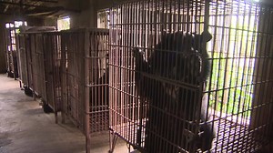 The bear farming in Vietnam is a cruel industry and it must stop now. | FOUR PAWS