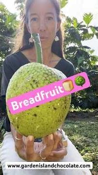 Breadfruit (Ulu) is such an amazing tree & food! And what a crazy history with this New Guinea fruit