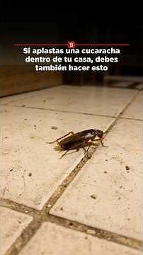 If you squash a cockroach inside your house, you should also do this