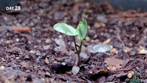 Growing viola flowers from seed (141 days time lapse)