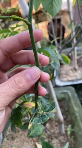 Grafting roses how to combine 2 branches into 1 branch reels @treeplantingideas60 DriveMom ContentsGen2 Contents4a- D:Mom | DecCheer