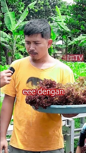 Raup Untung 5 Jutaan dari Budidaya Sayur Hidroponik Skala Rumahan #seladahidroponik