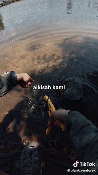 BayVenturex: Kerapu Handling Tips