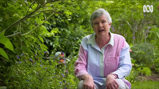 FAQs - Understorey plants | Sturt’s Desert Pea | Axils - Gardening Australia