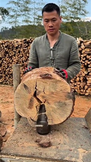 Splitting a Large Tree Trunk Slice Using a Rotating Cone Log Splitter Outdoors