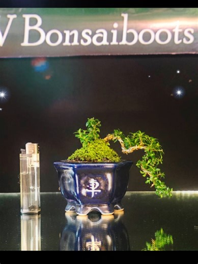 MY NEW COLLECTION SERBIN MAME T 11cm #Bonsai #bonsai #bonsaiindonesia #garden Tanya² ke wawa sj di bio