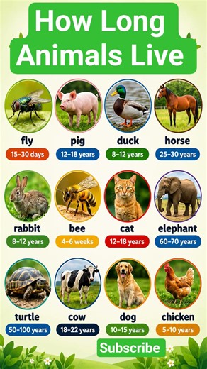 🐢 How Long Do Animals Live? | Animal Lifespan Comparison 🦁🐘 #Shorts #animalfacts