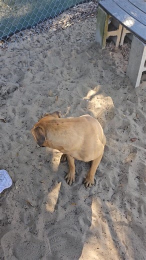 **ADOPTED** Handsome Hal is so smart and he is showing so much potential. He seems good with other dogs, he did come in with Gal. Hal is so very smart, that I think he will pick up training in a snap. Come and check him out! Hal #31927 Brown Male 1-2 Yrs 41.4lbs Heartworm negative ~Hal & Gal came in together Highlands County Animal Services is located at 7501 Haywood Taylor Blvd Sebring, FL M-F 8am to 4:30pm S 9am to 1pm | Friends of Highlands County Animal Services