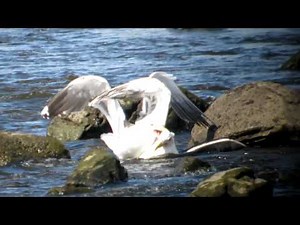 Great Black-backed Gull fight.MOV