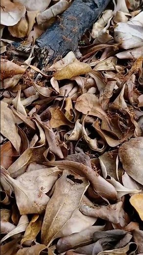 135. Weaver Ant. Daily Life of Insects Up Close