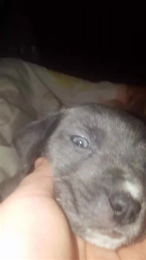 maddie (@maddiebro1234)’s videos with original sound - Roblox Majorette