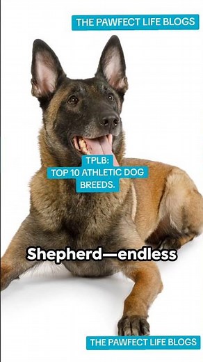 "TOP 10 ATHLETIC DOG BREED"#thepawfectlifeblogs #povdogs #unitedstates