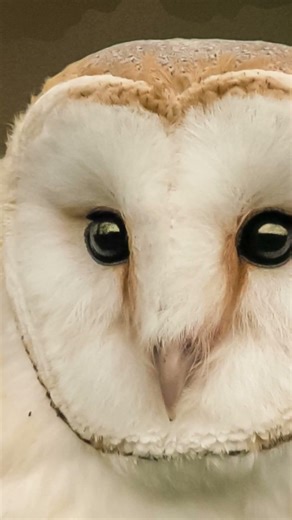 La visión de las rapaces. #vidasalvajehn #vidasalvaje #aves #wildlife #birdspecies