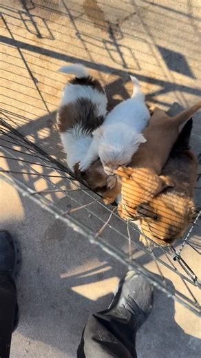 We were asked to step in and help with a situation in a Kerrville neighborhood. 5 puppies were unwanted and mom was nowhere to be found. (We hope we can find her and spay her). We took the puppies directly to our Veterinary partner for a health check and treatment before they are transferred to our rescue partner where they will be adopted into loving homes. | Kerrville Pets Alive