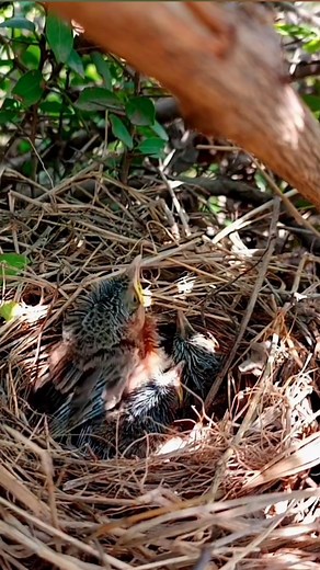 Beautiful bird one baby not interested in food that mother catch | Review All Birds