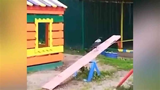 Battle of Wits and Wings: How the Crow Dominates Animals Twice Its Size