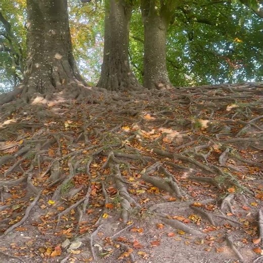 Awesome and Impressive Tree Root System seen at Avebury Henge