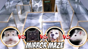 MIRROR MAZE COMPETITION - CAT🐱 _ RAT🐭 _ DOG🐶 _ HAMSTER🐹 | Loving Hamsters