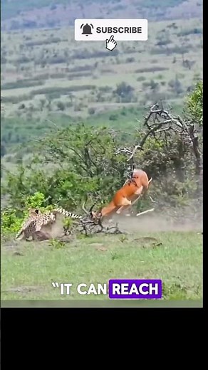 The fastest land animal on Earth! A cheetah can reach 120 km/h in seconds ⚡