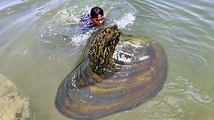 204K views · 2.3K reactions | Cut a huge freshwater pearl clam to extract the world's most expensive pearls | XiaomeiGirl | Facebook