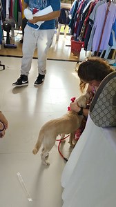 300K views · 10K reactions | Leon is officially adopted! Itong pag na attach ka na sa rescue di mo alam kung tatalon ka sa saya o iiyak ka sa lungkot. But we are very happy for Leon. He deserves the family who can provide more than what we can offer. | Pet Avenue | Facebook