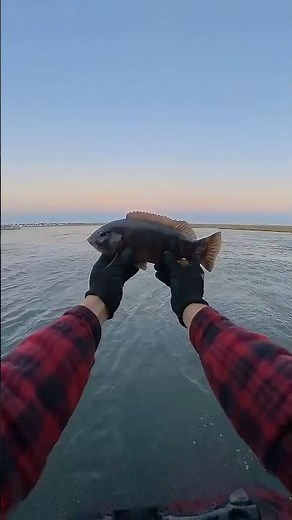 How to catch Blackfish #blackfish #fishing #fish #fisherman