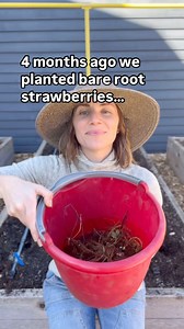 It’s crazy how fast strawberries can grow! We planted bare root plants at the beginning of April, and now, in late July the entire bed is overflowing with plants and fruit. Looks like it’s time to thin things out! 😂 🍓For a full planting demo, scroll back to our early spring posts! . . . #strawberries #strawberryplant #gardeninspiration | Seattle Urban Farm Company