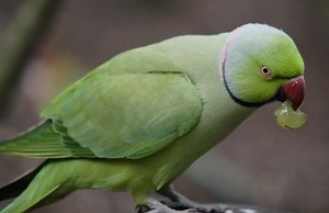 Parkiet - Alchetron, The Free Social Encyclopedia