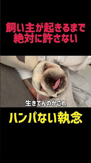 破壊力がハンパないフレブルの子犬の朝#フレンチブルドッグ 子犬 #犬の日常 #子犬のいる生活 #犬好き必見 #癒し動画 #可愛い犬 #フレブル子犬 #犬動画 #モーニングルーティン #子犬動画