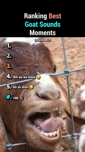 Ranking The BEST Goat Sounds Moments #shortsviral