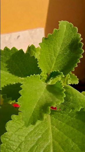 Don't use MEXICAN OREGANO without knowing this! 😱