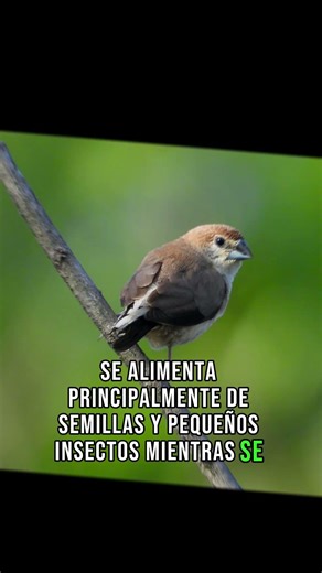seguro ya lo conocías 🤔 semillero capuchino #aves #paisajesextremos #naturaleza #viral #colombia