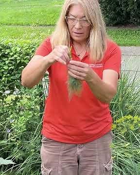 Harvesting Dill