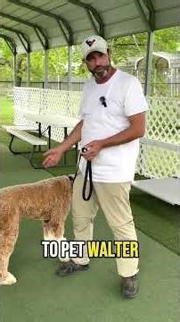 Crowds and Dog Training: How to Handle Your Dog in Public