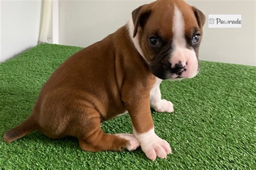 Jamison - Boxer Puppy 26F22A