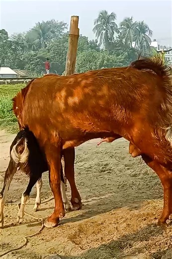 1M views · 5K reactions | Lots of two Ship they very beautiful surprising shoots we enjoy 10 July 2025 |Episode : 1186 Village Bangla Media . , ..,,,,.. #viralreels #viral_reels #reels #viralvideo #fbreel #reelsvideo #Goat_Farm | Village Bangla Media | Facebook