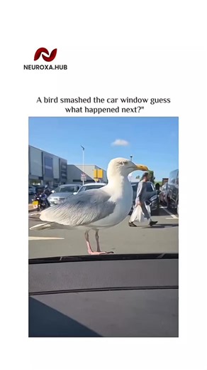 NEUROXA.HUB on Instagram: "This intense 14-second video created by NEUROXA.HUB captures a shocking moment where a seagull stands on a car’s dashboard, seemingly eyeing a single french fry. The situation takes a dramatic turn when the bird suddenly and forcefully smashes through the windshield with its beak to grab the snack. The footage shows the glass shattering completely as the seagull aggressively pecks through the hole it created, leaving the car window in ruins. It’s a startling display of