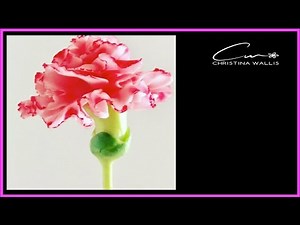 Carnation Flower, Quick & Easy, ( But is it worth the bother?) Cold Porcelain or Gumpaste