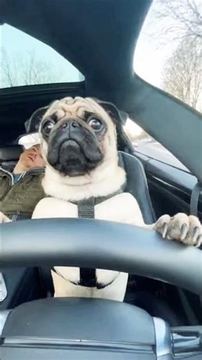 Dog Driving Until He Hears Sirens | dog driving car, police sirens, funny dog video