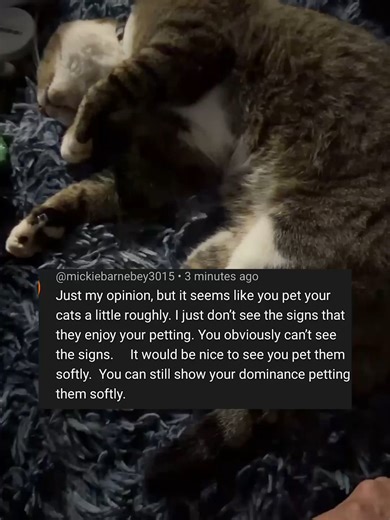 Understanding Cat Behavior: Gentle Techniques for Socializing