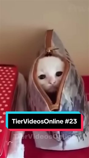 Nach langem endlich mal wieder ein Video! 😁🐾 #tiervideosonline #tier #funny #lustig #zumtotlachen #funnyvideos #lachen #lachenistgesund