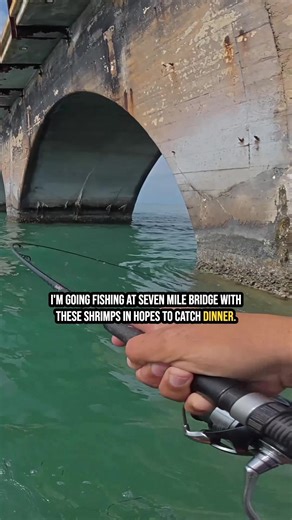 Going fishing until I catch dinner part 2…does 7 mile bridge have fish? #fishing #florida
