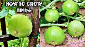 How To Grow & Care Tinda (Indian Round Gourd) Plant from Seeds | Our Green Planet